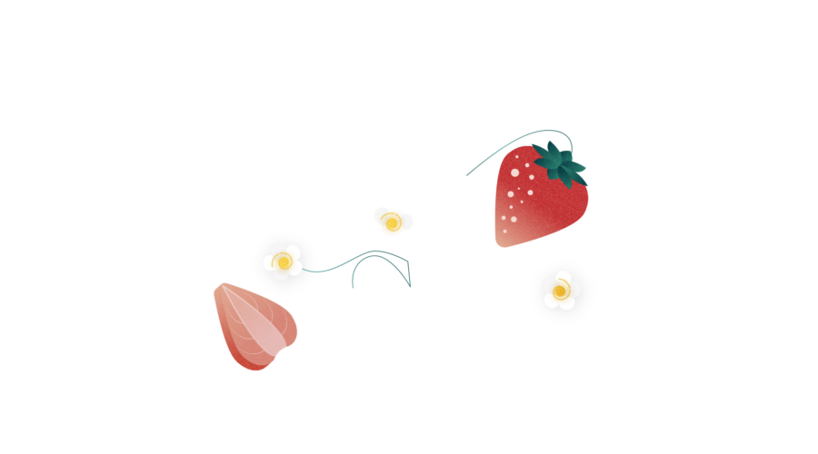 Habillage FRAISE BASILIC SACRÉ